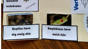 Catholic Schoolhouse Animals Lapbook – Part 2